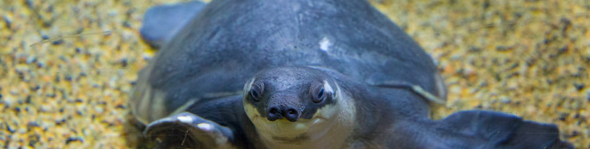 Океанариум в Сочи (Sochi Discovery World Aquarium), фото, обзор, как  добраться | Достопримечательности Адлера